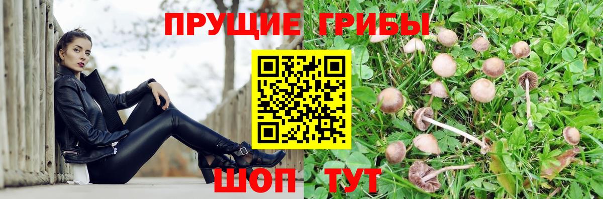 Псилоцибиновые грибы Psilocybine cubensis  купить  цена  Минеральные Воды  Вход с VPN  Галлюциногенные грибы мицелий 